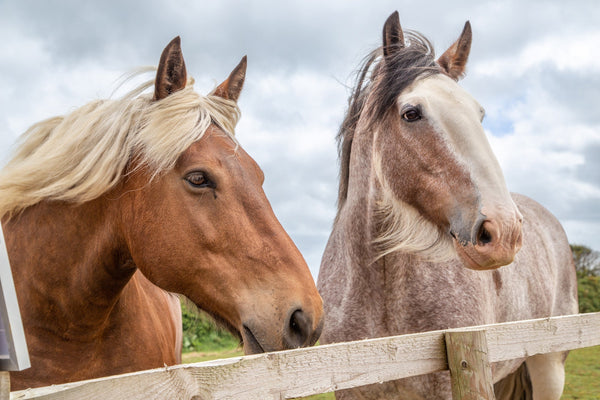 Preserving the Legacy: The Decline of Heavy Horses as a Breed and Why It Matters - Whistlefish
