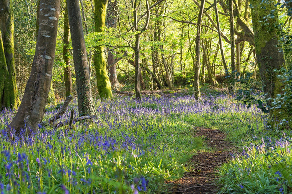 Top 10 places to see beautiful Bluebells in Cornwall - Whistlefish