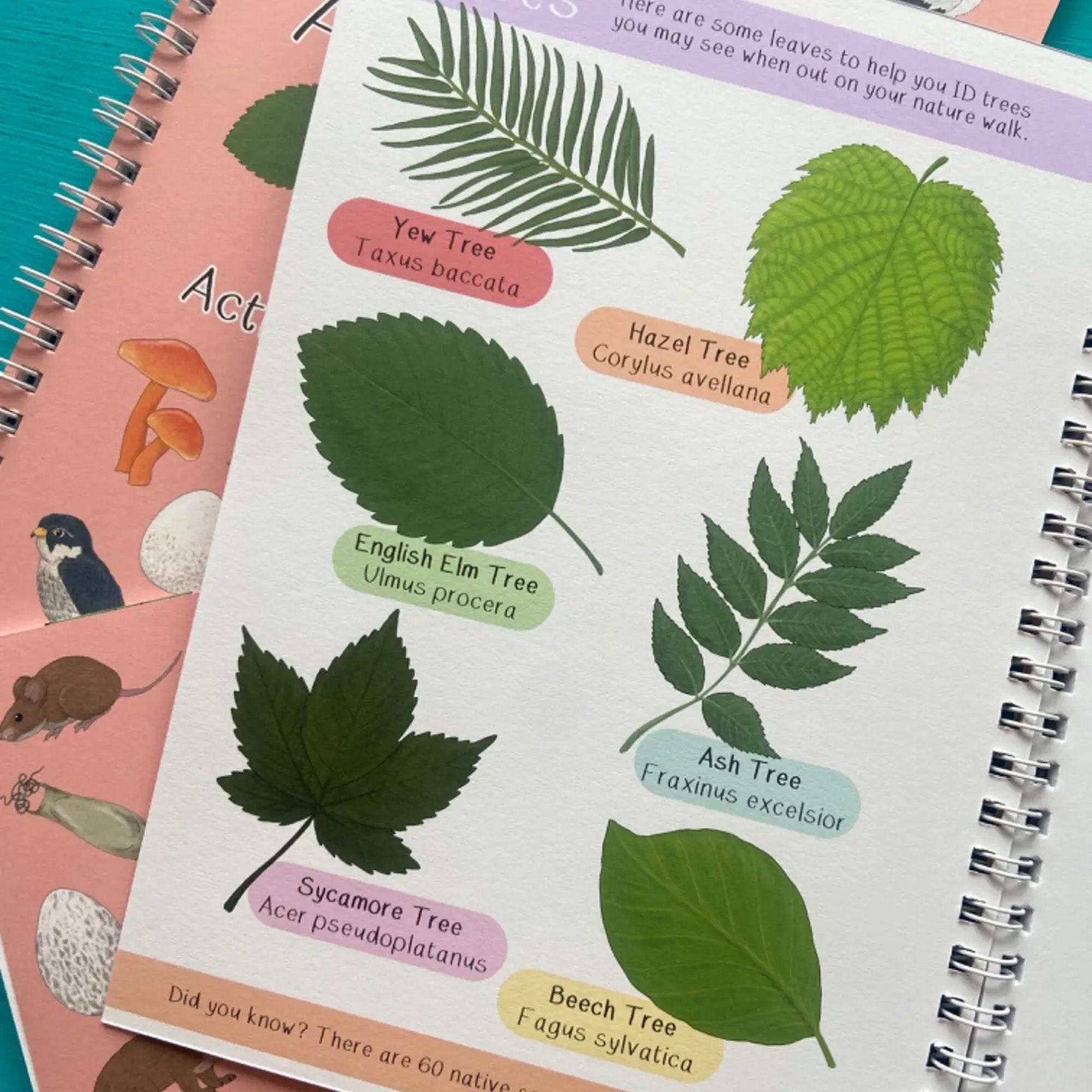 Activity Book-ABNWAB - Amazing British Nature Walk Activity Book-Button & Squirt