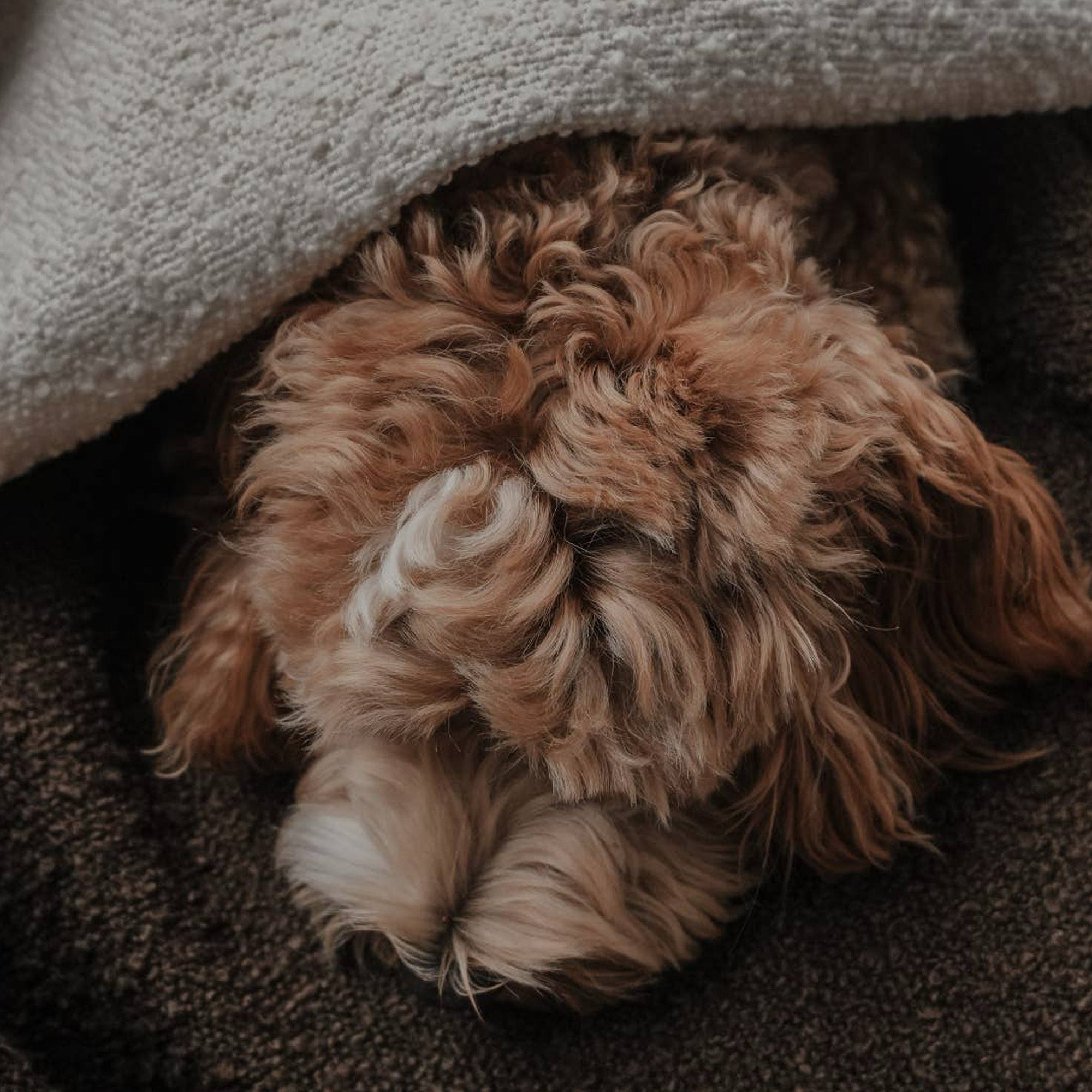 BOU-BLANK-MAR - The Bouclé Blanket Marshmallow