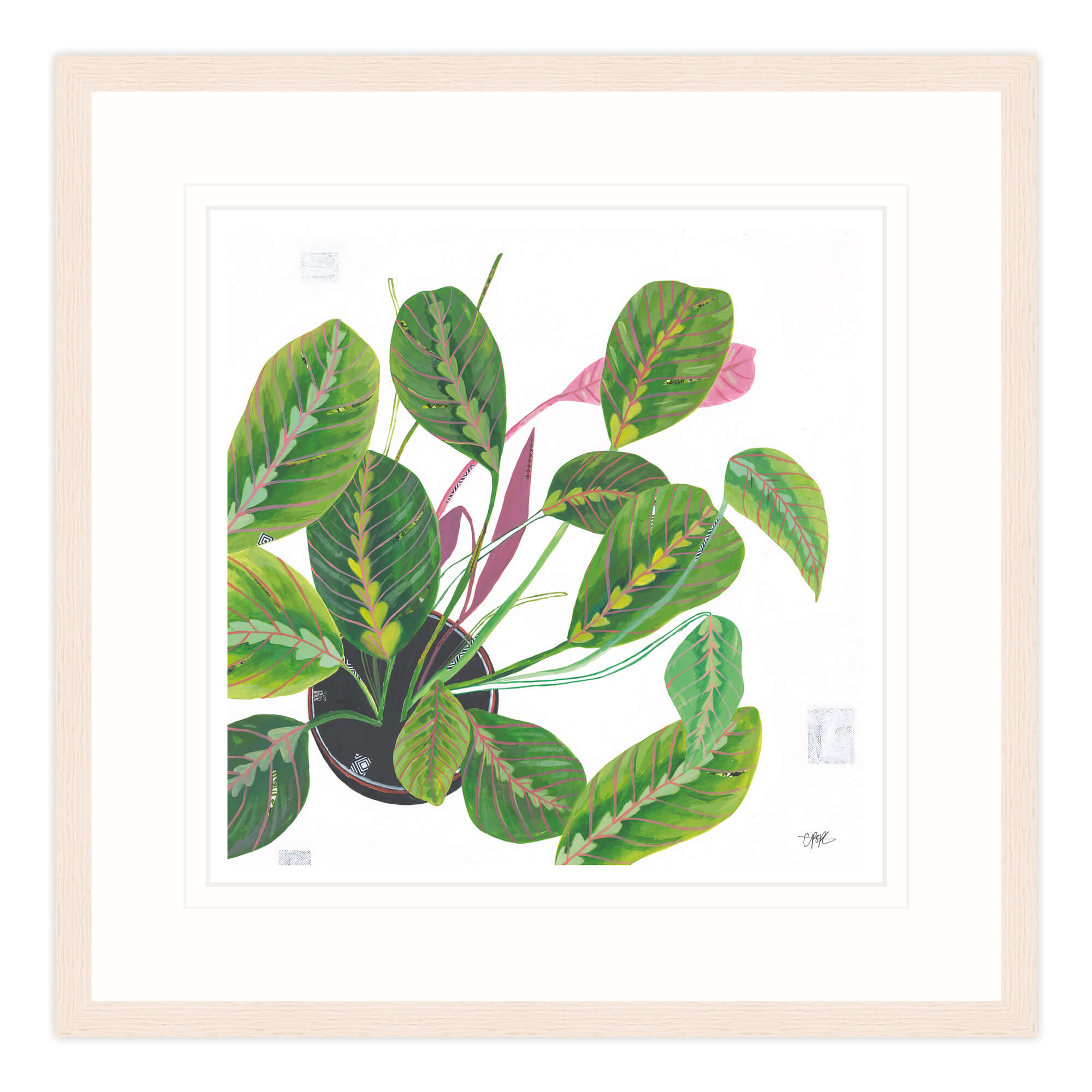 Framed Print-LP175F - Prayer Plant Framed Print-Whistlefish