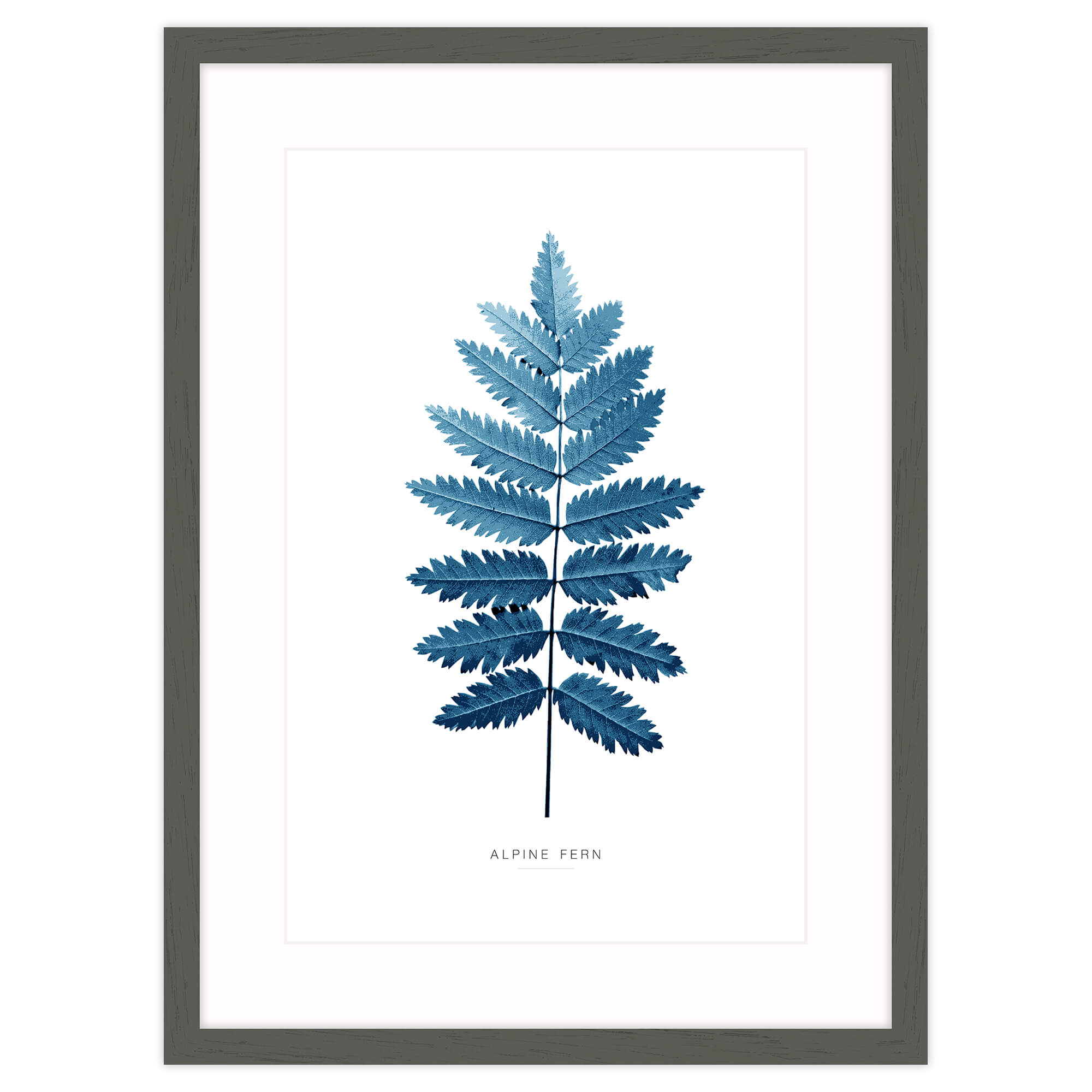 Framed Print-WT100F - Alpine Fern Framed Print-Whistlefish