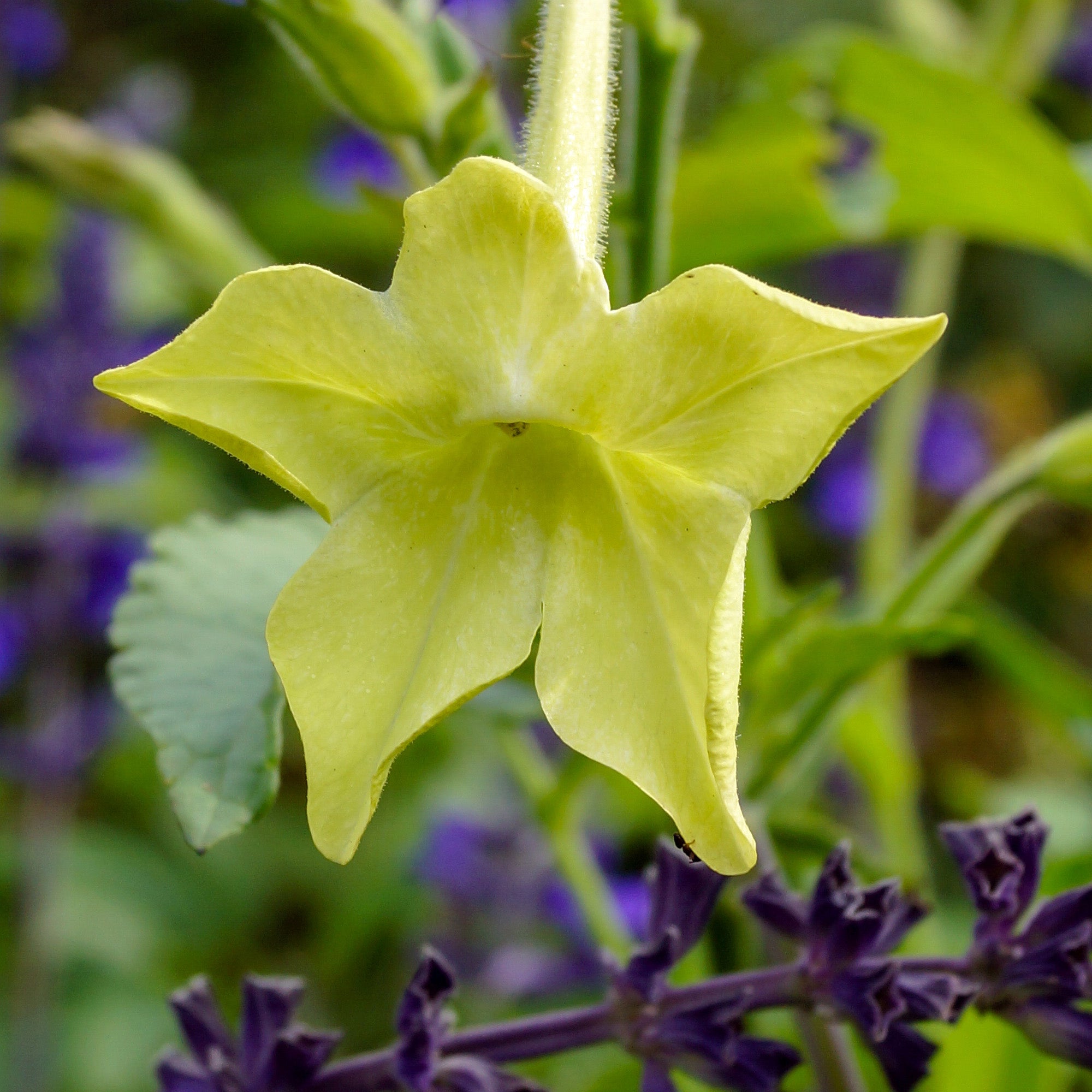Seeds-HS036 - Nicotiana 'lime Green' Seeds-Herboo