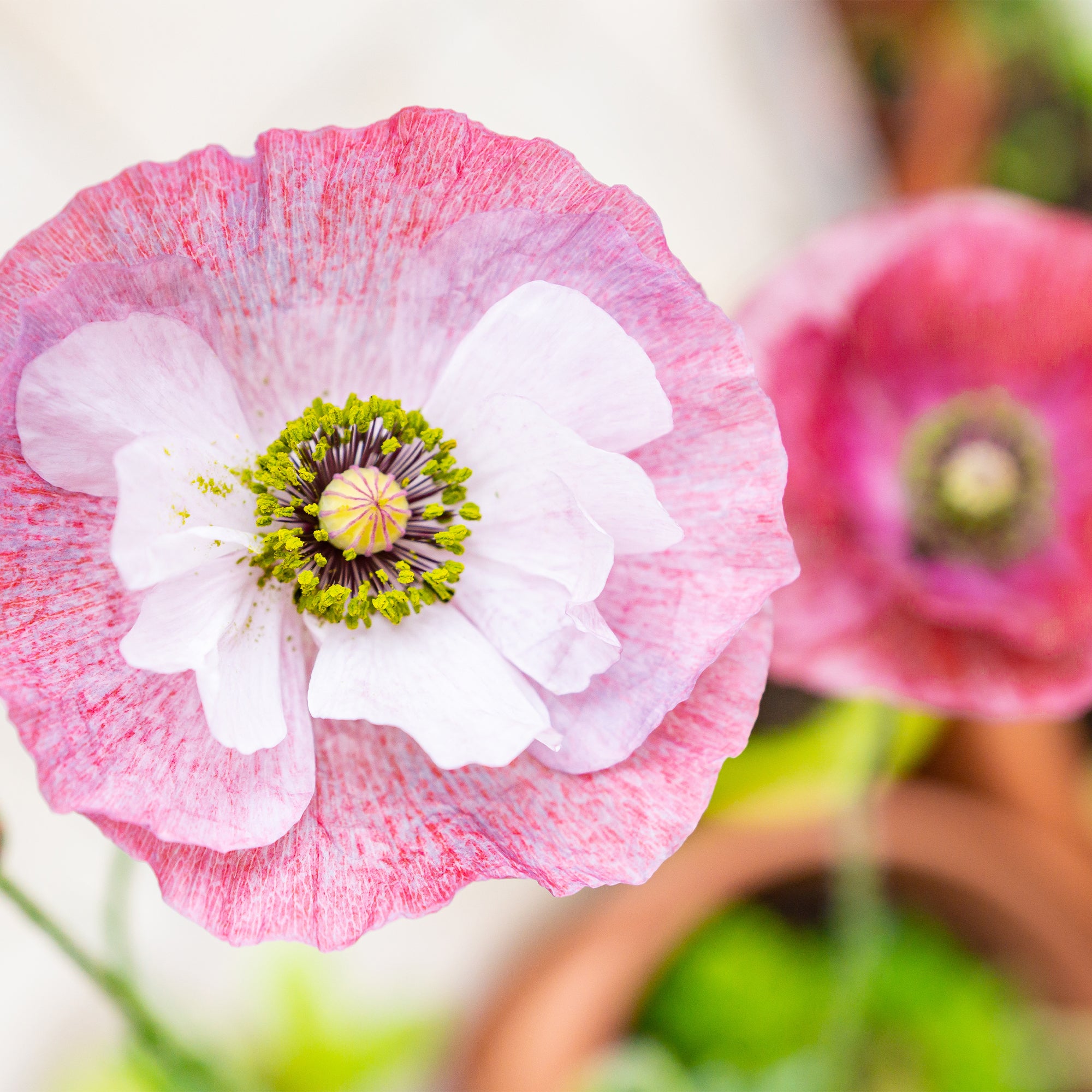 Seeds-HS087 - Poppy 'mother of Pearl' Seeds-Herboo