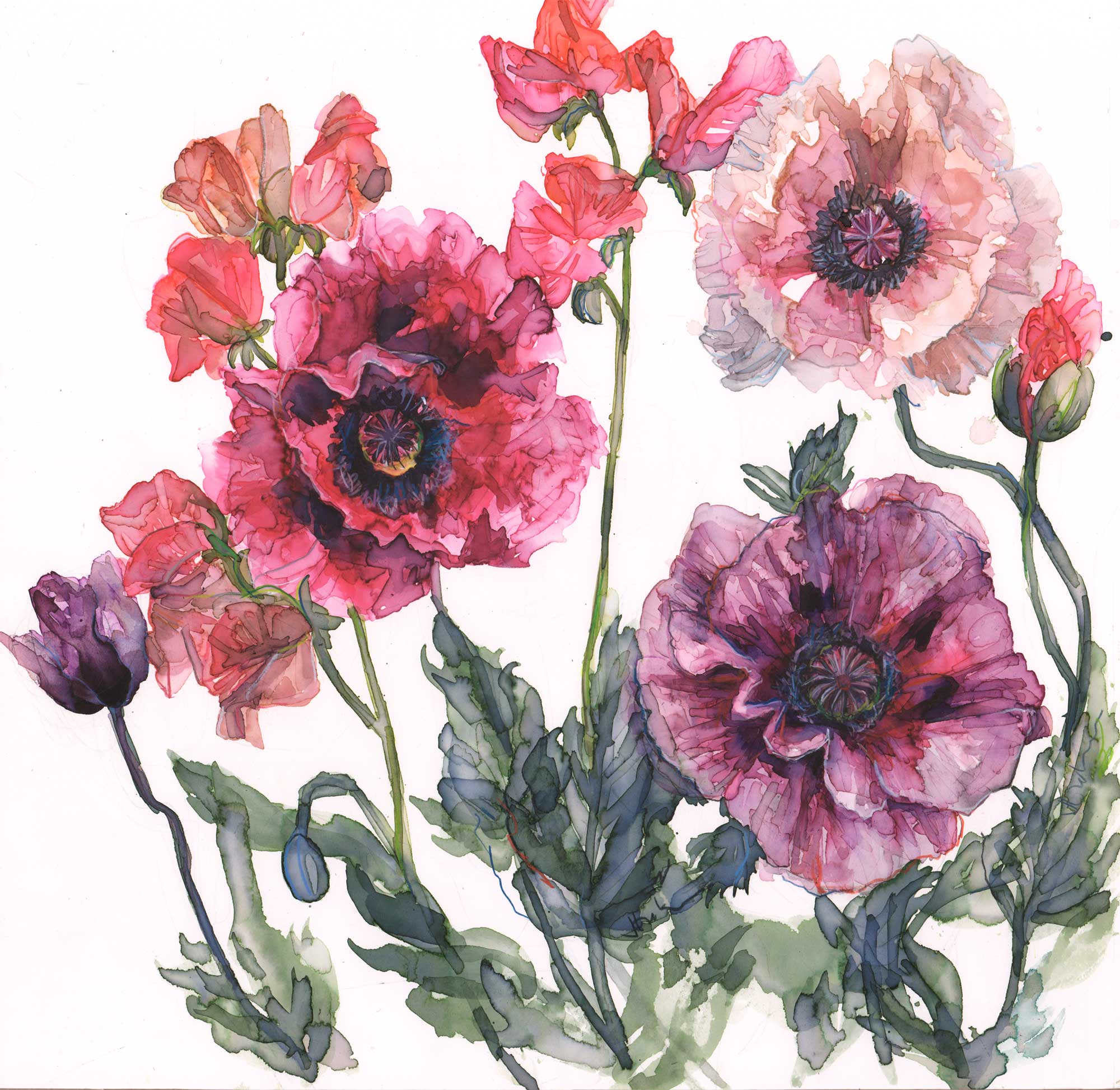 JT65F - Poppies and Sweet Peas Framed Print