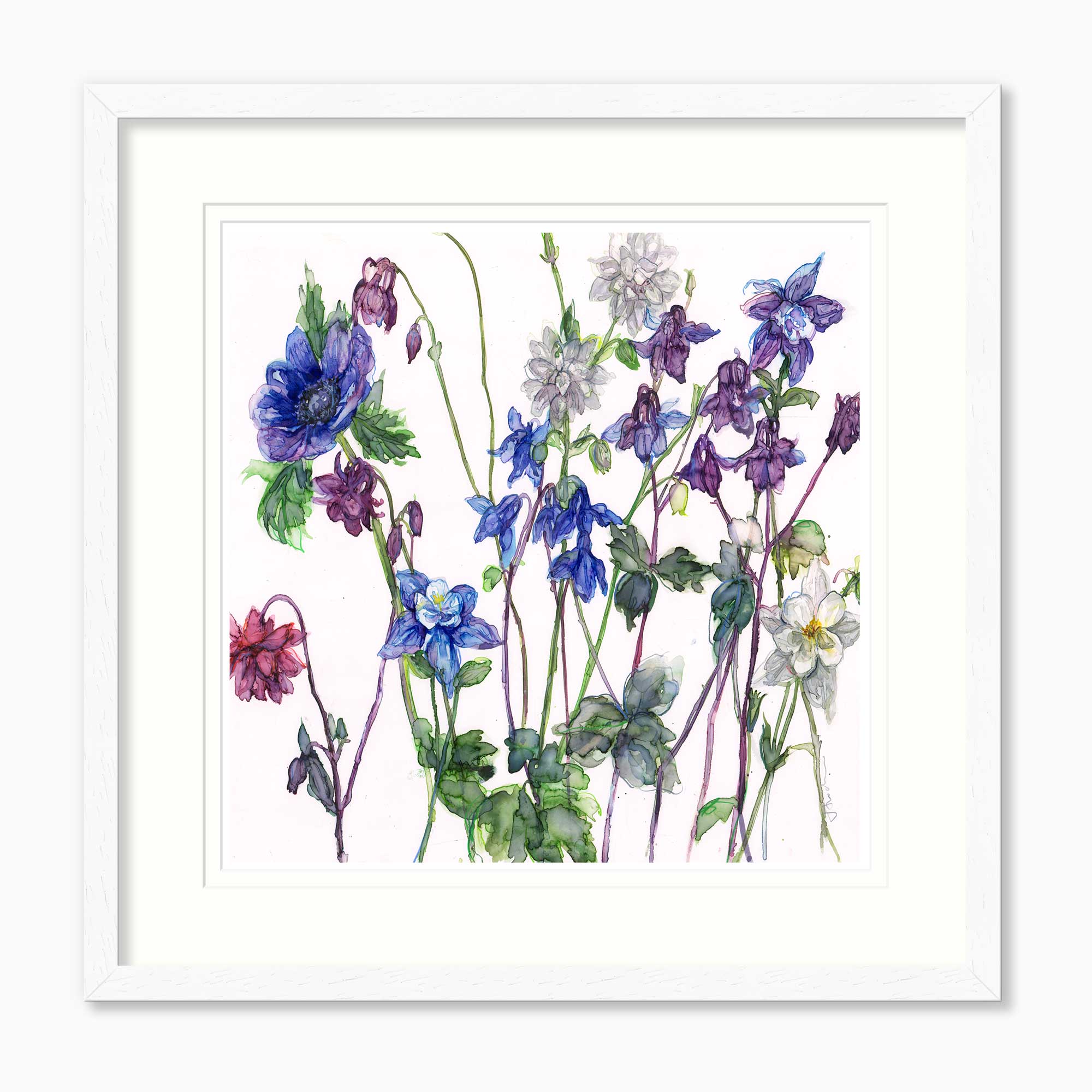JT66F - Aqueilegias and Anenome Framed Print