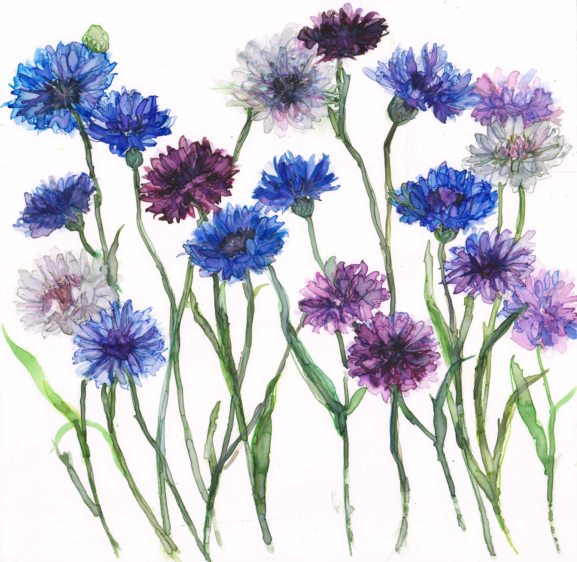 JT68F - Cornflowers Framed Print