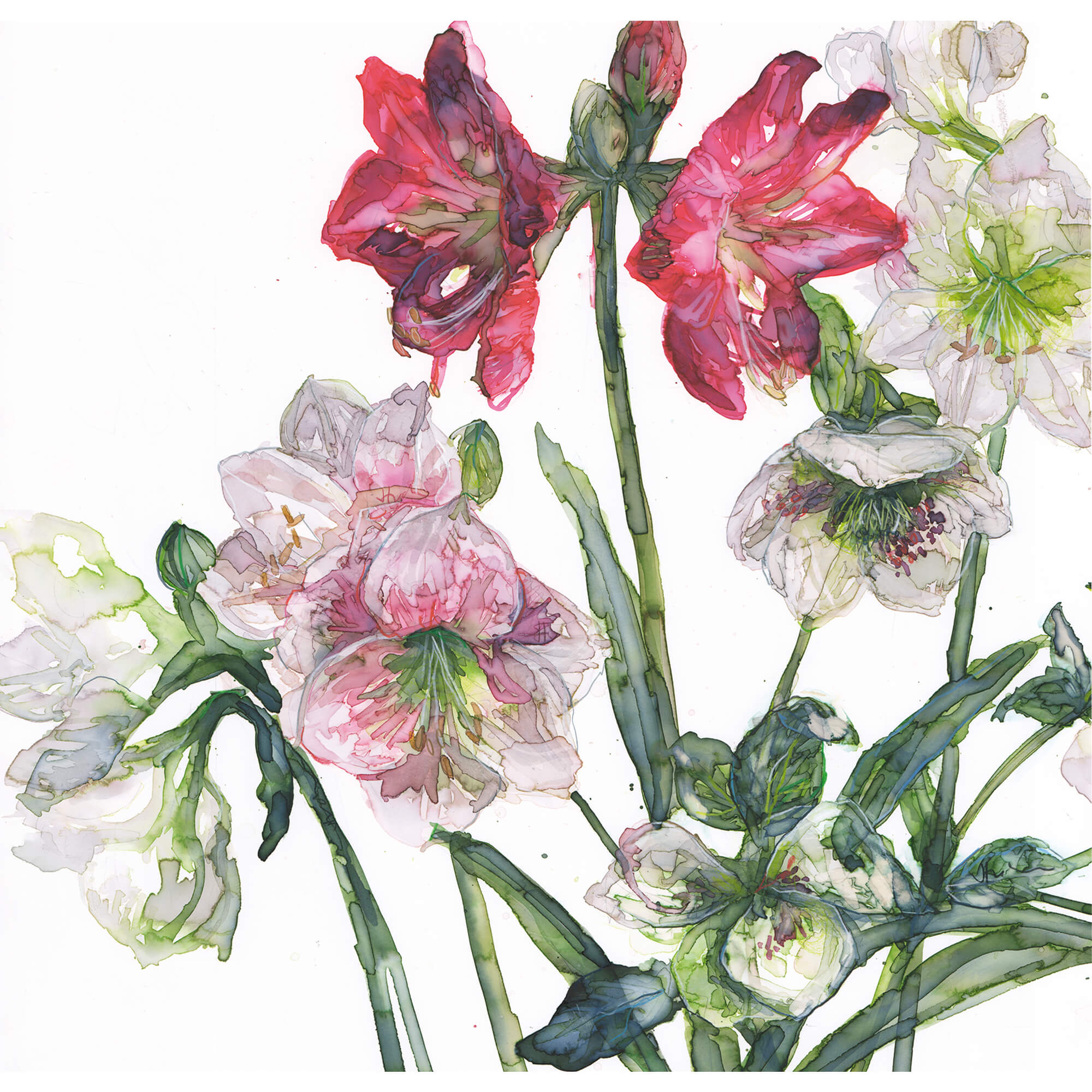 Print-JT63P - Mixed Amaryllis and Hellebore Art Print-Whistlefish