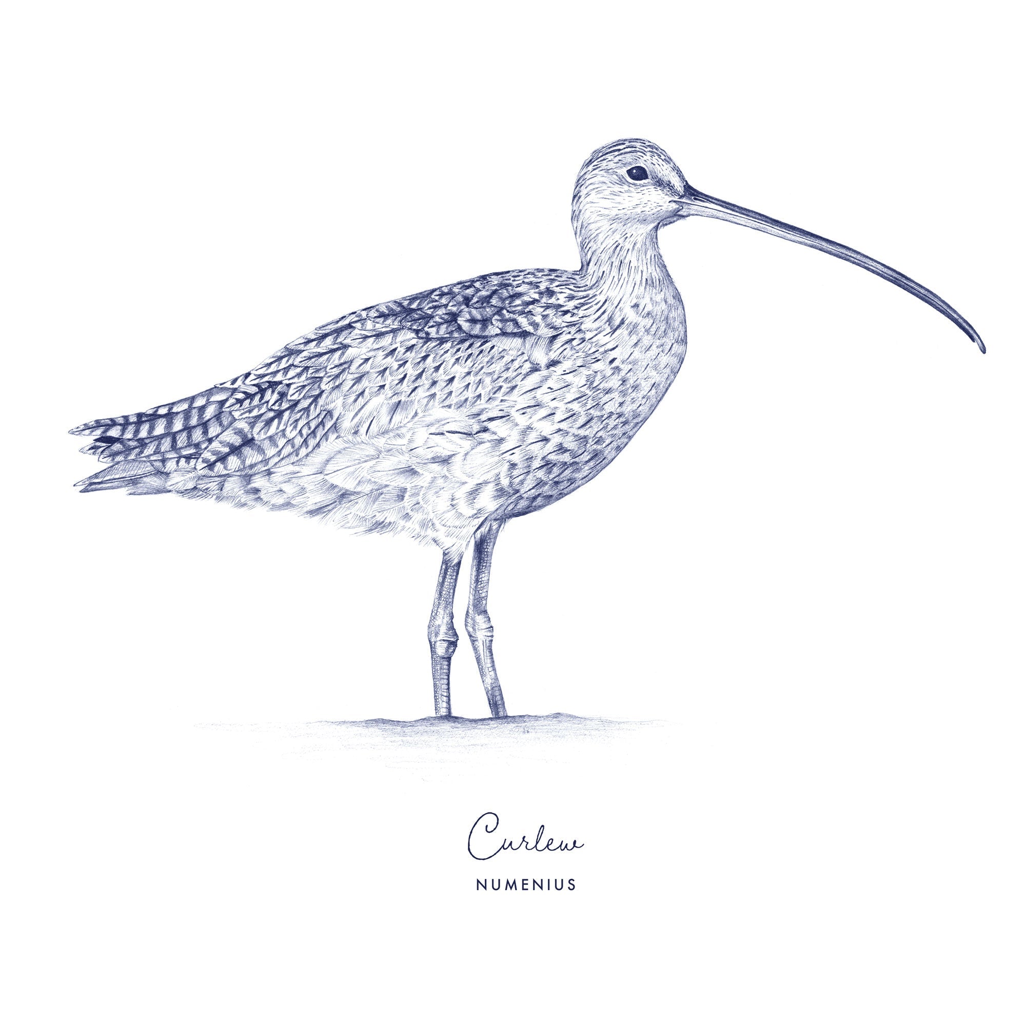 WF252P Curlew