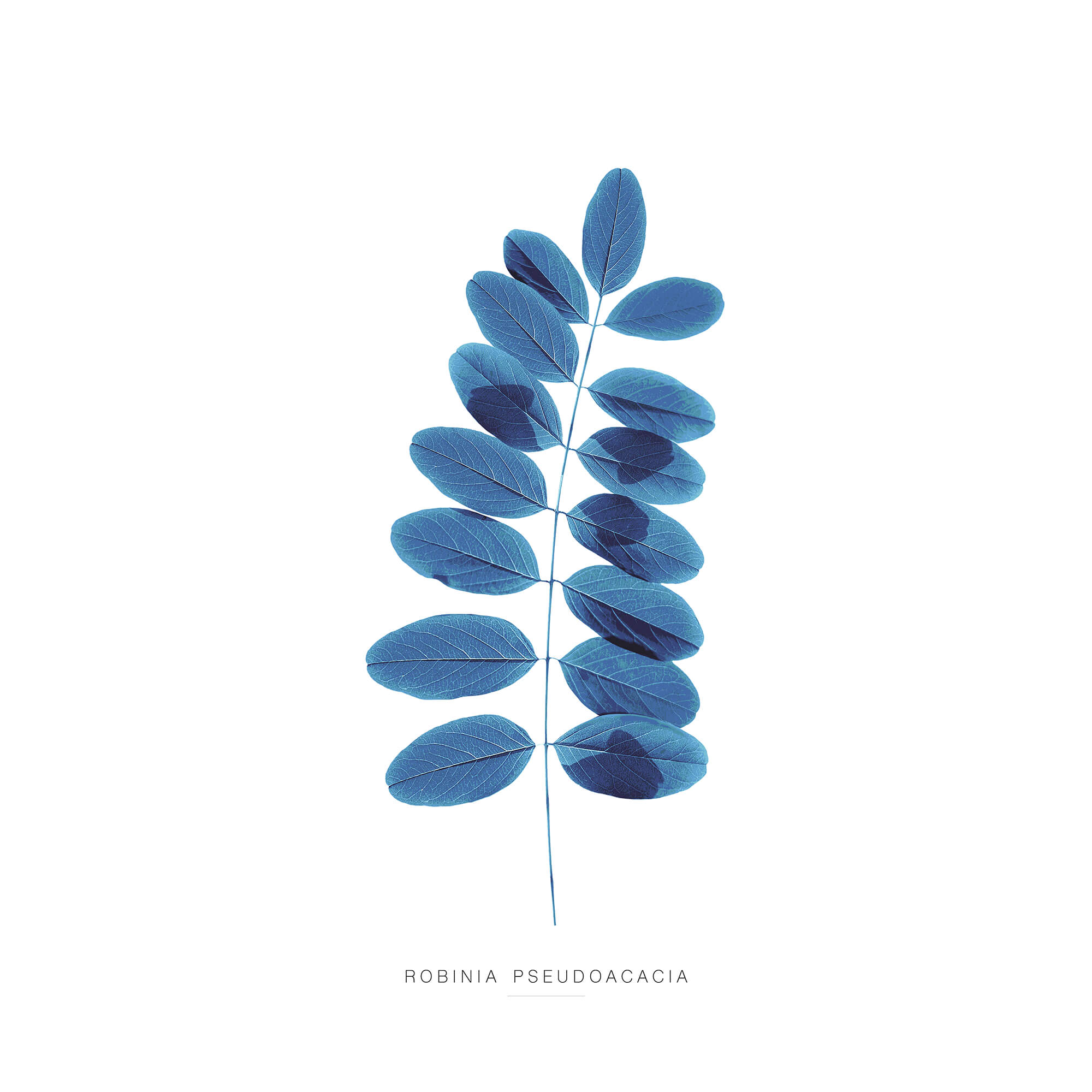 Print-WT102P - Blue Robina Art Print-Whistlefish