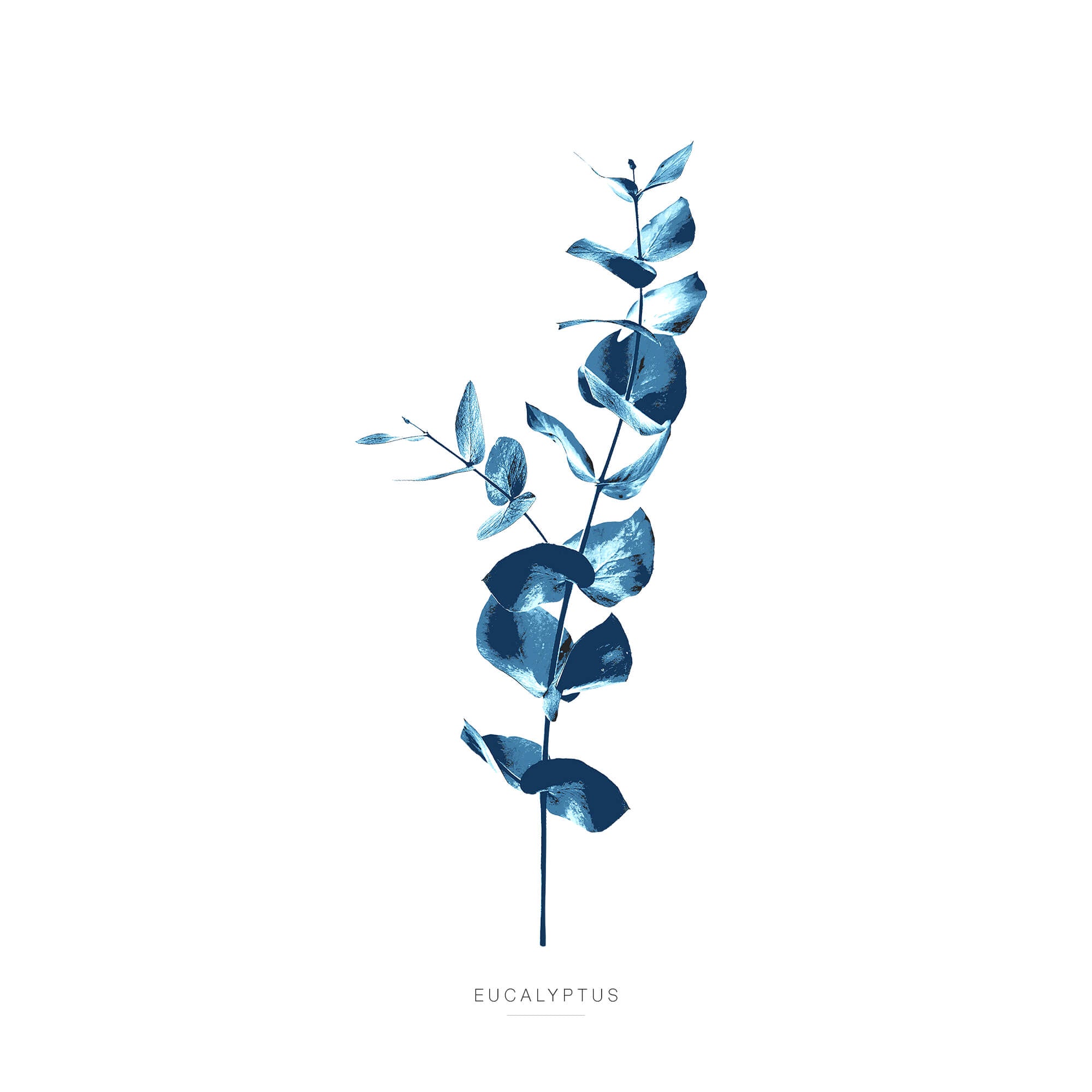 Print-WT99P - Eucalyptus Art Print-Whistlefish