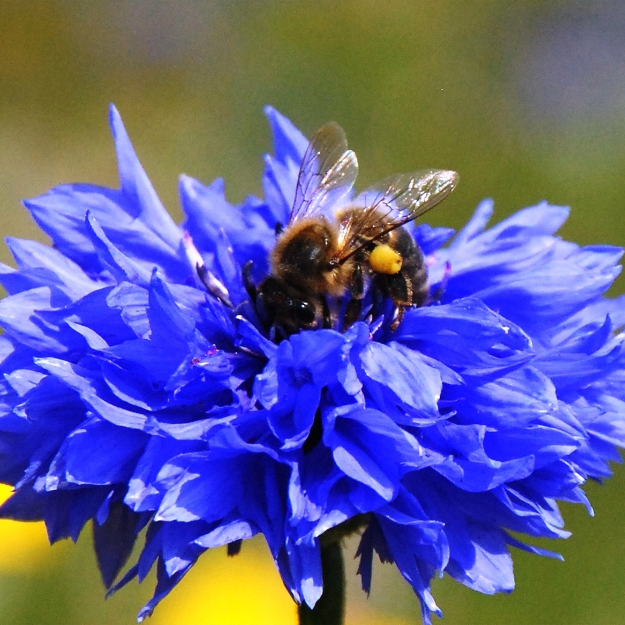 SBT-CORNFLOWER - Wildflower Seedball Tube Cornflower
