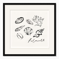 Framed Print-WF1105F - Falmouth Shells Framed Print-Whistlefish