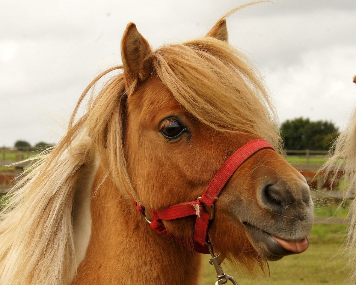 DONATION005 - Redwings Horse Sanctuary Donation
