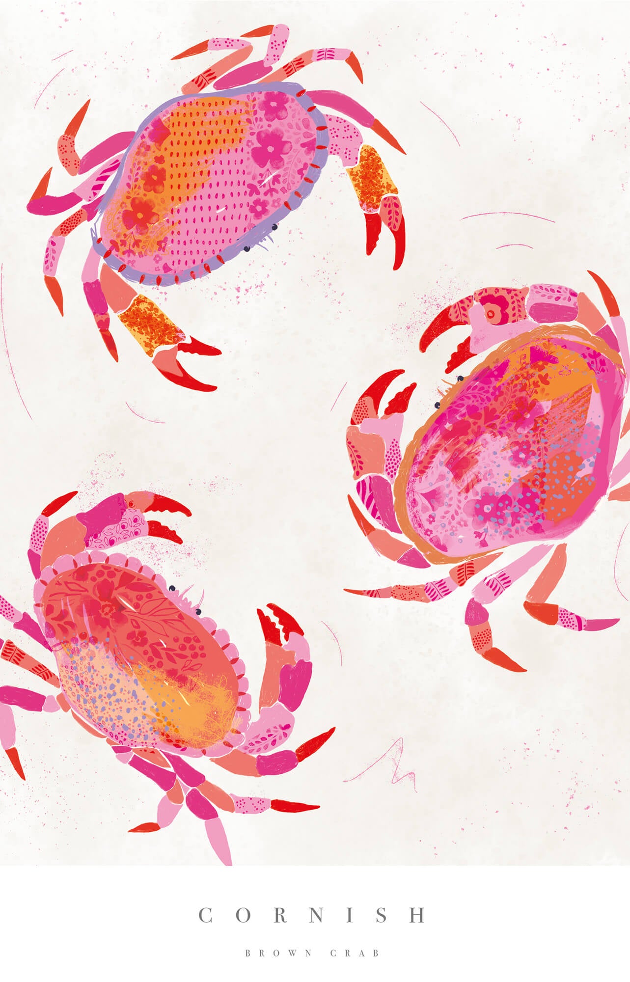 Print-WF657P - Cornish Crabs Large Art Print-Hannah Cole