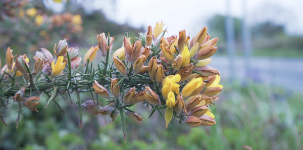 10 Things You Didn’t Know About Gorse - Whistlefish