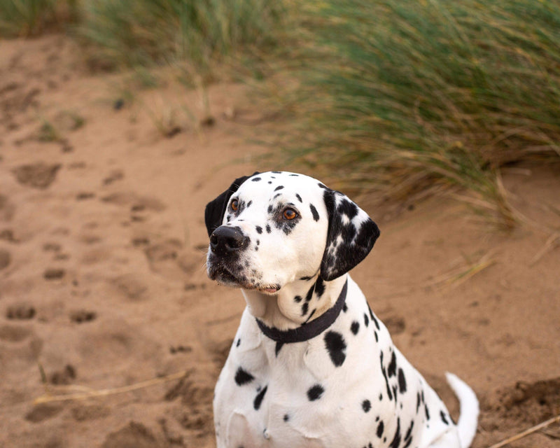 A Christmas of Care: Supporting St Francis Dogs Home - Whistlefish