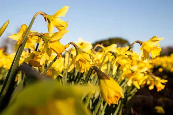 8 interesting facts you didn't know about daffodils - Whistlefish