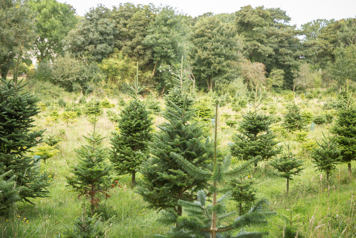 A Cornish Christmas at Cambrose Christmas Tree Farm