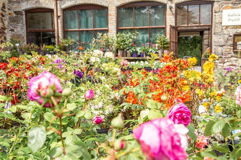 Burncoose Nurseries - Plants delivered to you in Cornwall - Whistlefish