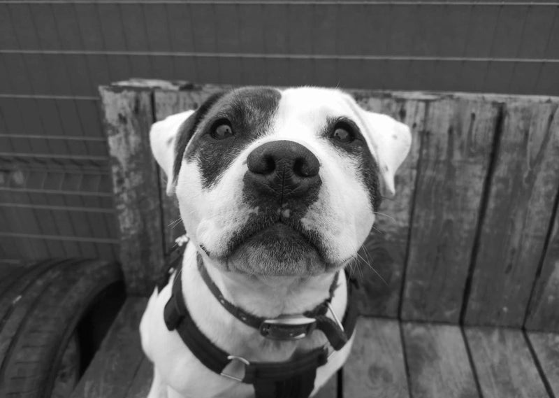 Christmas Charity Focus: National Animal Welfare Trust - Whistlefish