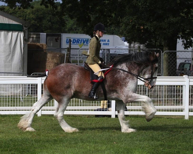 Christmas Charity Focus: The Clydesdale Horse Society - Whistlefish