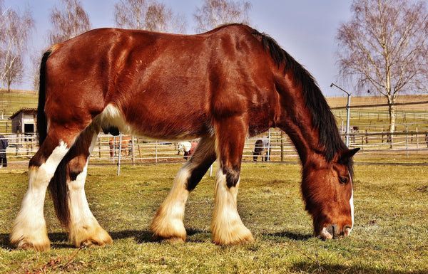 Christmas Charity Focus: The Shire Horse Society - Whistlefish