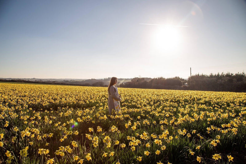 Free Downloadable Poster "I Wandered Lonely As A Cloud" Daffodils by Wordsworth - Whistlefish