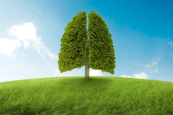How Trees Can Help Us Breathe - Whistlefish