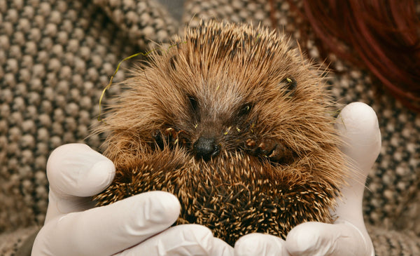 Prickles and Paws Hedgehog Rescue - Whistlefish