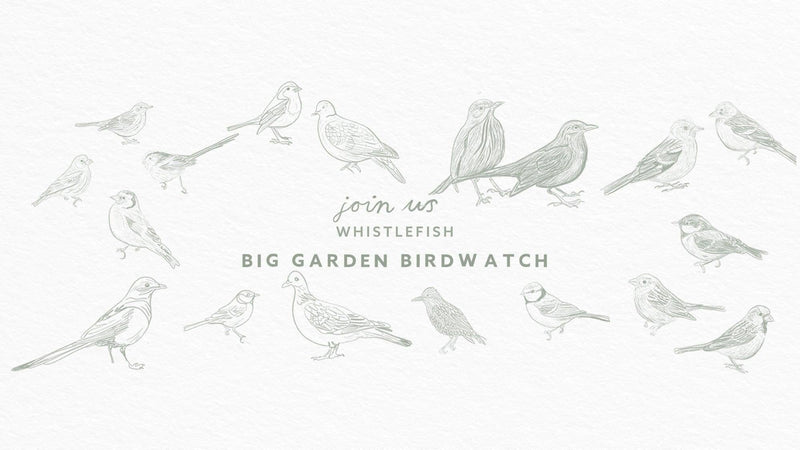 The Great British Birdwatch - Whistlefish