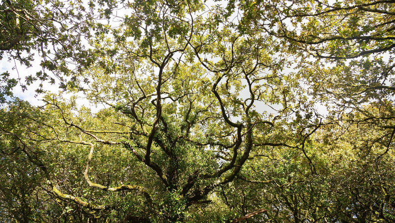 Where the Trees Meet the Seas: A Day of Celebration with Plant One Cornwall - Whistlefish