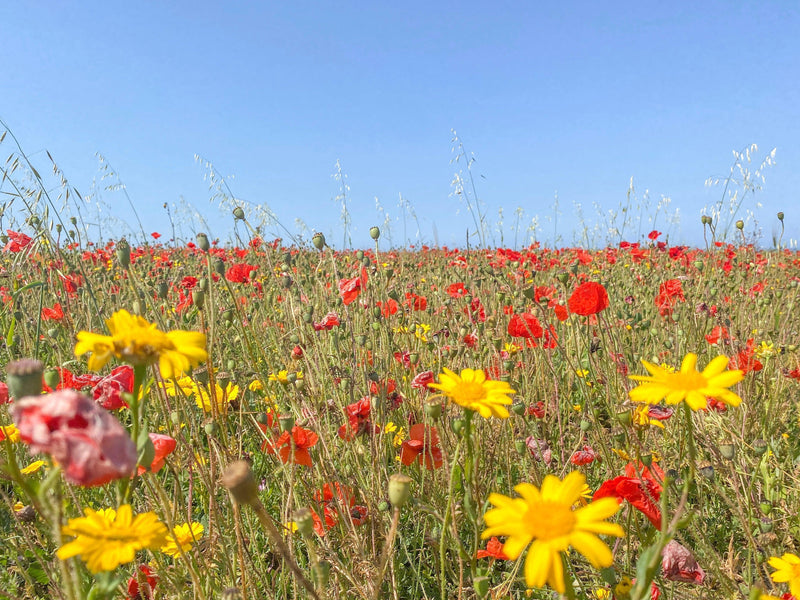 Where to See Wildflowers in Cornwall: Fields, Gardens & Secret Trails - Whistlefish