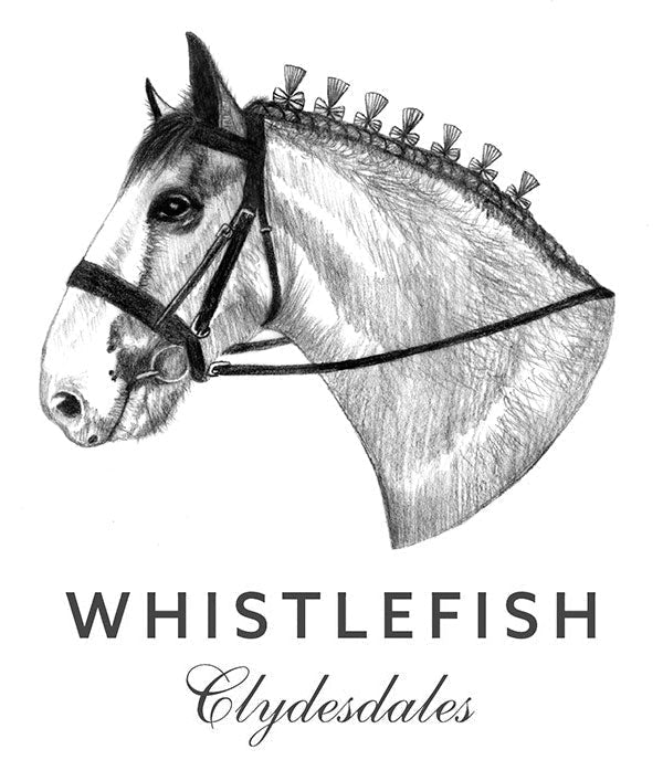 Whistlefish Clydesdales: Spotlight on Pierre! - Whistlefish
