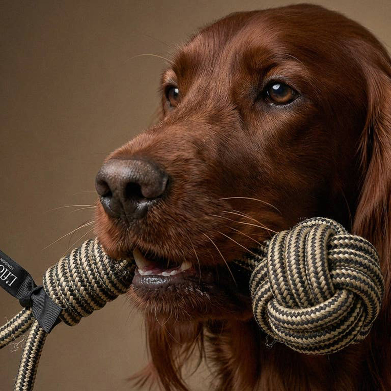 LPLOOP - The Loop Dog Rope Tug Toy
