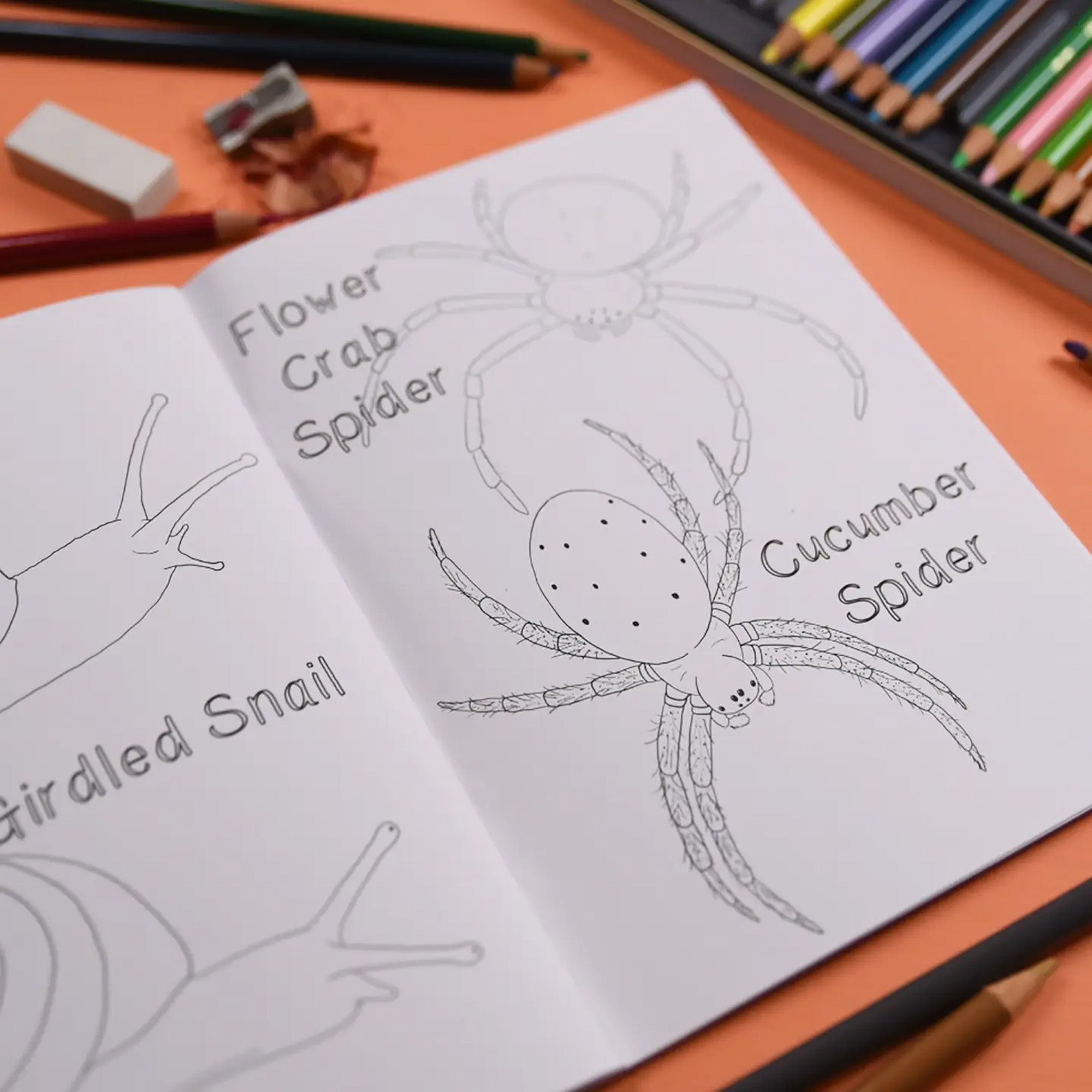 Colouring Book-ABBCB - Amazing British Bugs Colouring Book-Button & Squirt