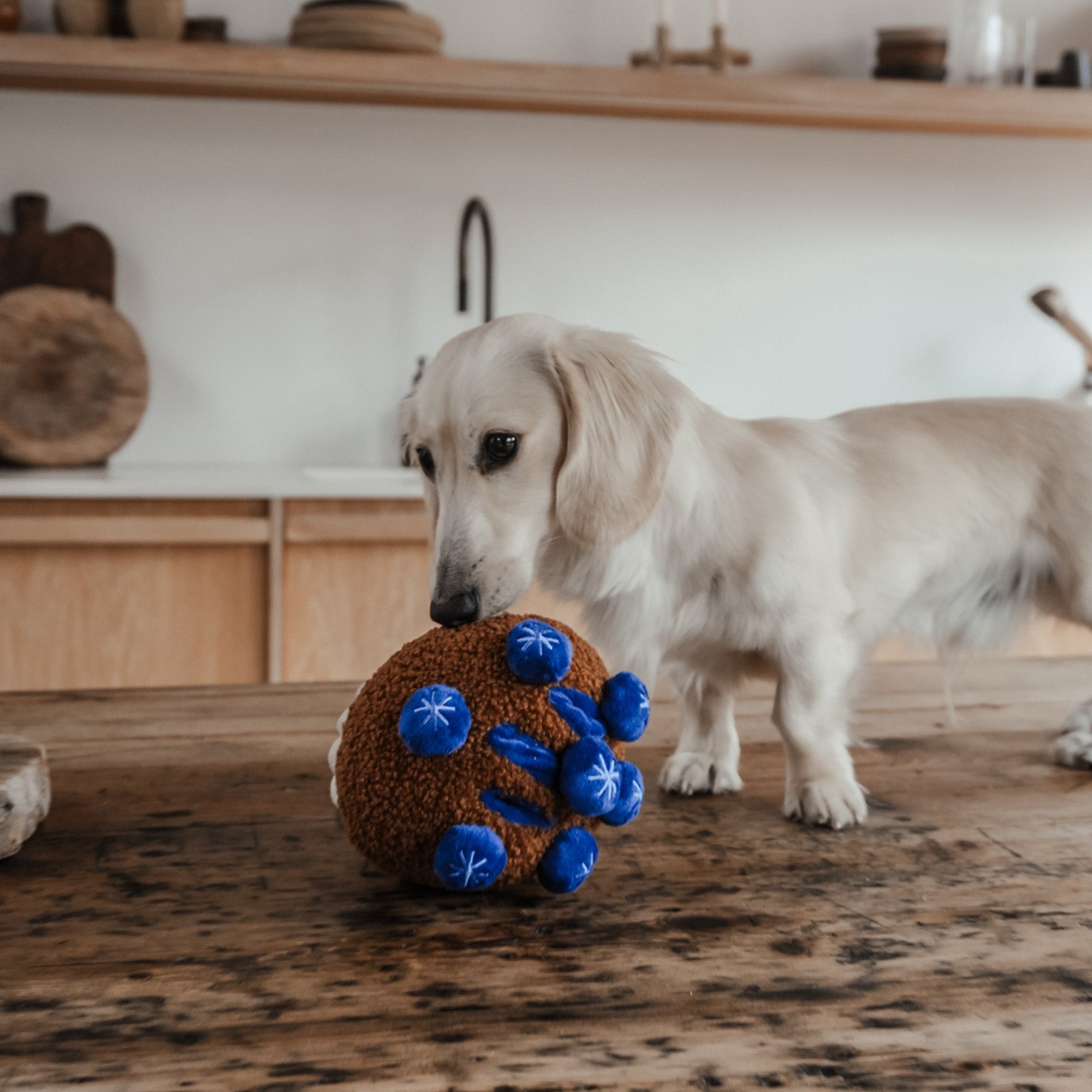 BMTOYL - Blueberry Muffin Dog Toy