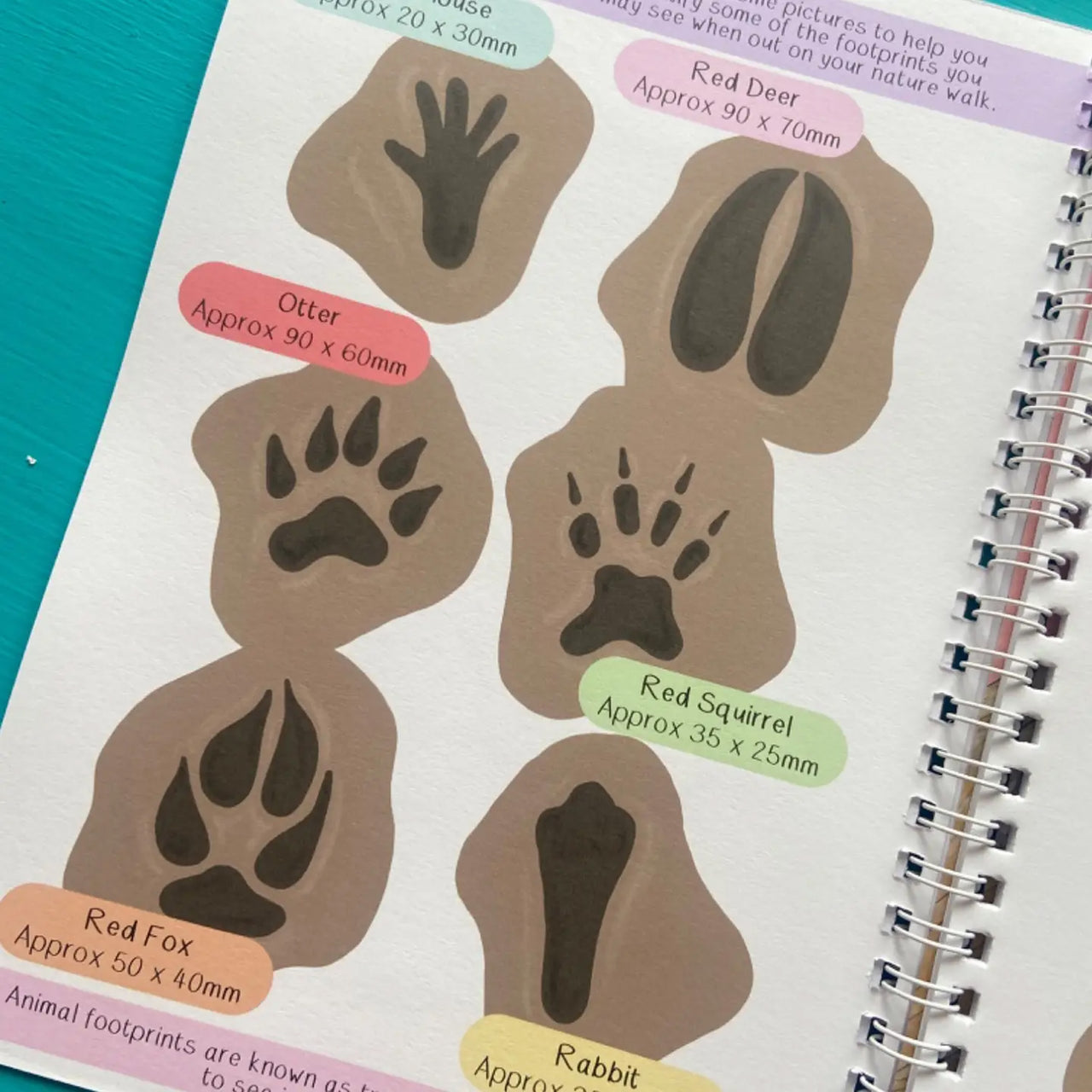 Activity Book-ABNWAB - Amazing British Nature Walk Activity Book-Button & Squirt