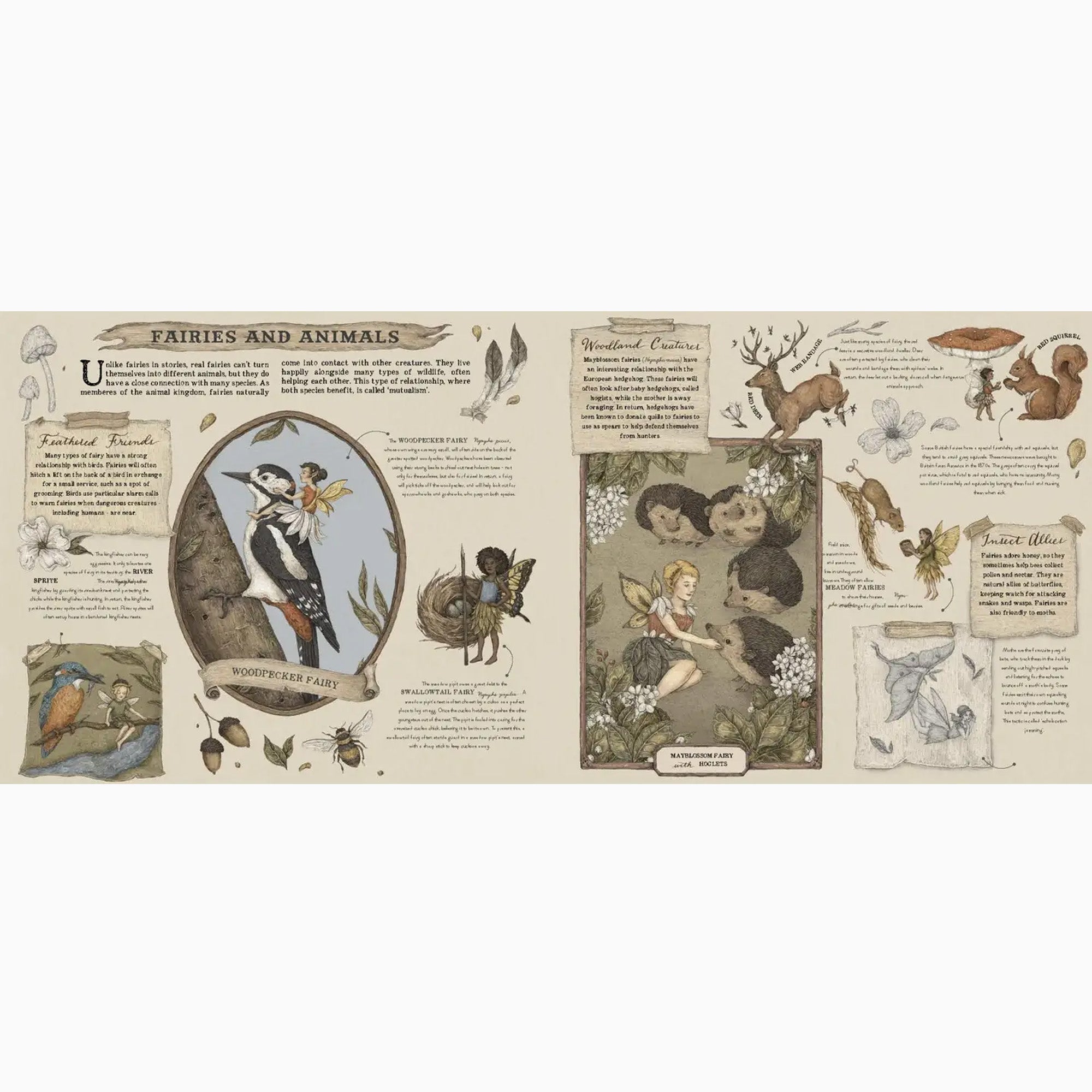 Book-9780711247666 - A Natural History of Fairies-The Quarto Group