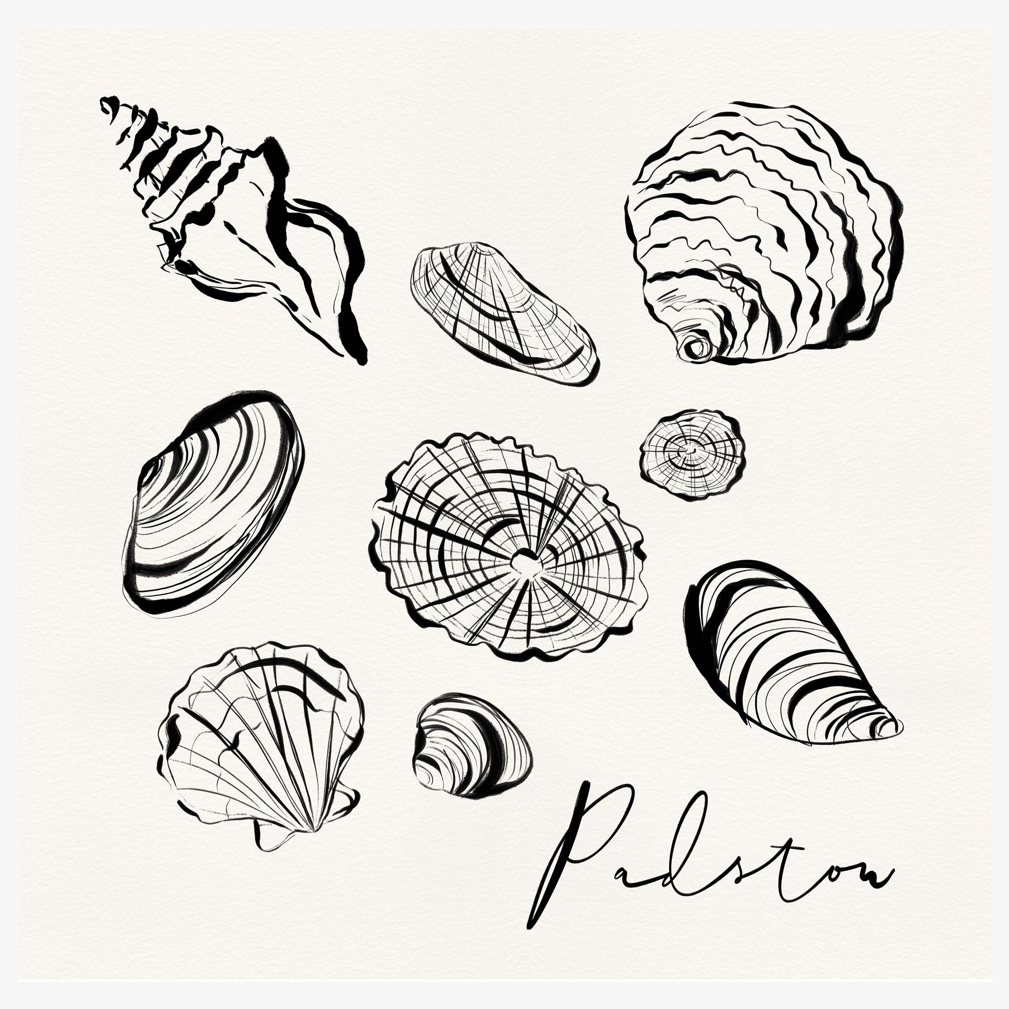 Framed Print-WF1104F - Padstow Shells Framed Print-Whistlefish