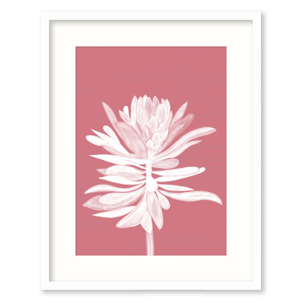 Framed Print-WF916F - Pink Protea Small Framed Print-Whistlefish