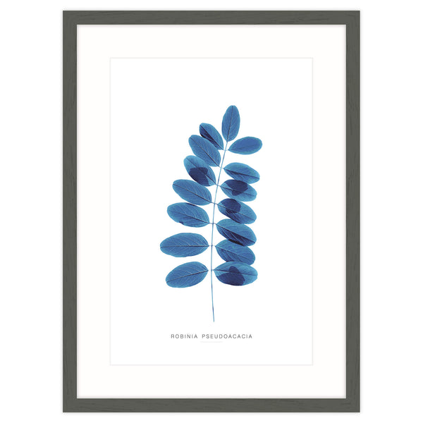 Framed Print-WT102F - Blue Robina Framed Print-Whistlefish