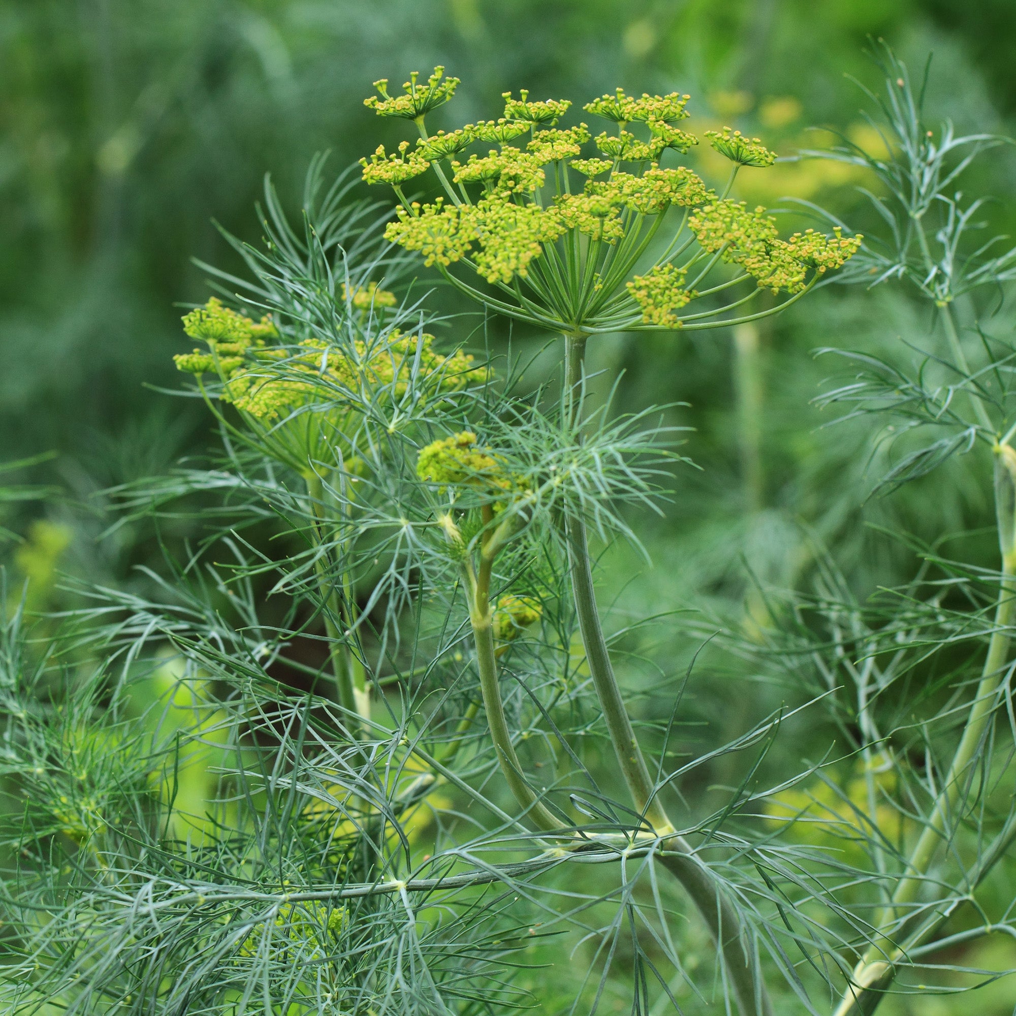 Seeds-HS063 - Dill 'diana' Seeds-Herboo