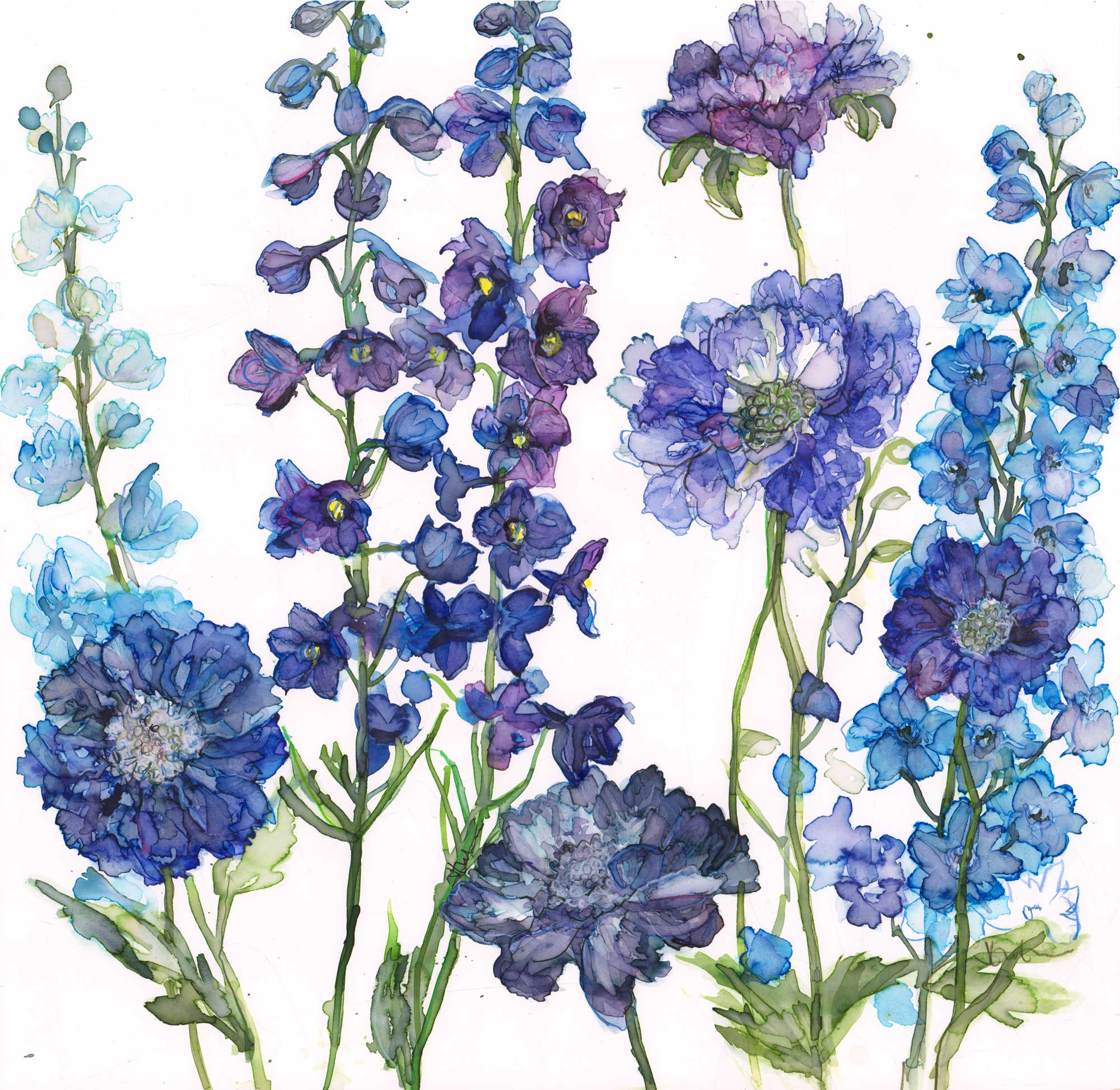 JT64F - Delphiniums and Scabius Framed Print