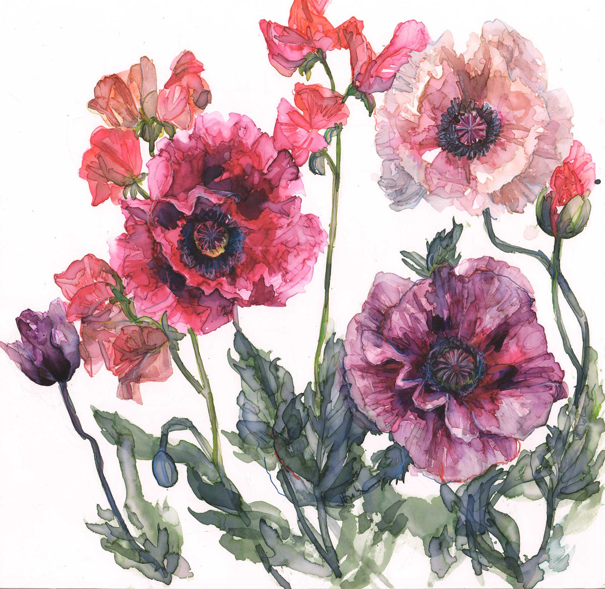 JT65F - Poppies and Sweet Peas Framed Print