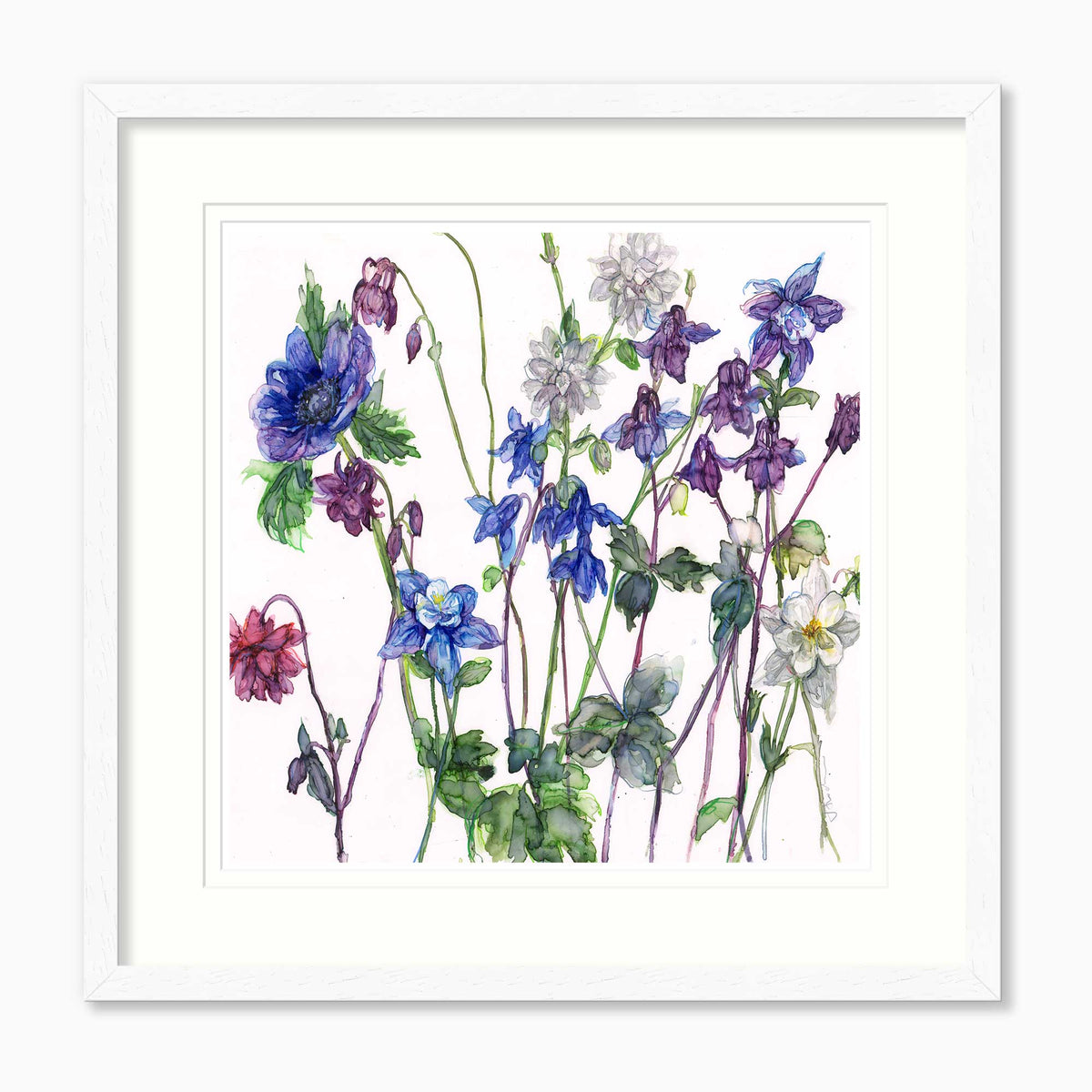 JT66F - Aqueilegias and Anenome Framed Print