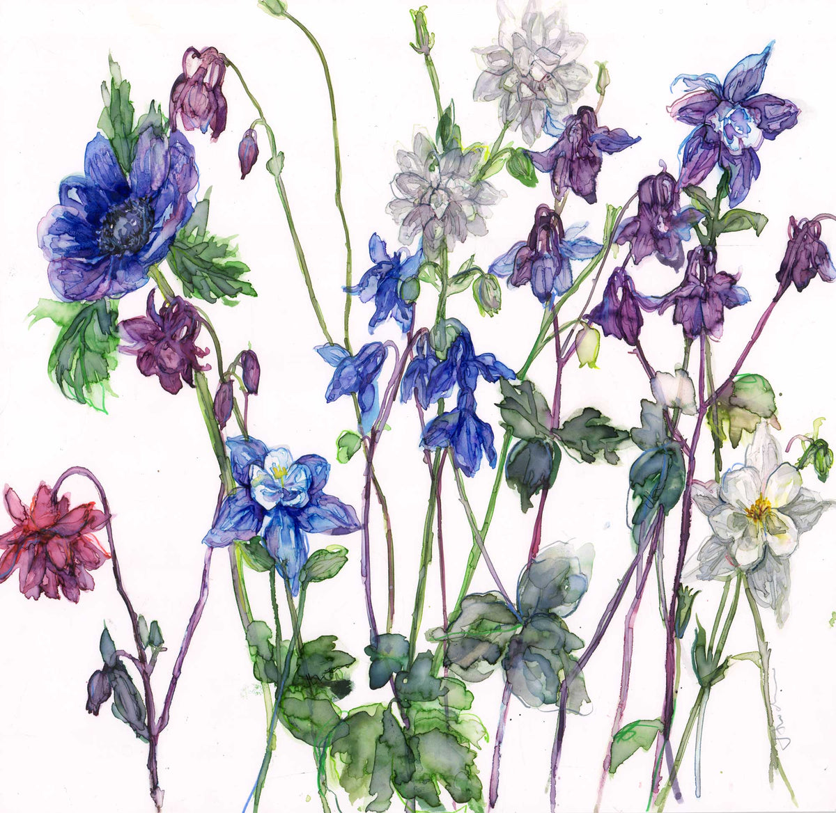 JT66P - Aqueilegias and Anenome Art Print