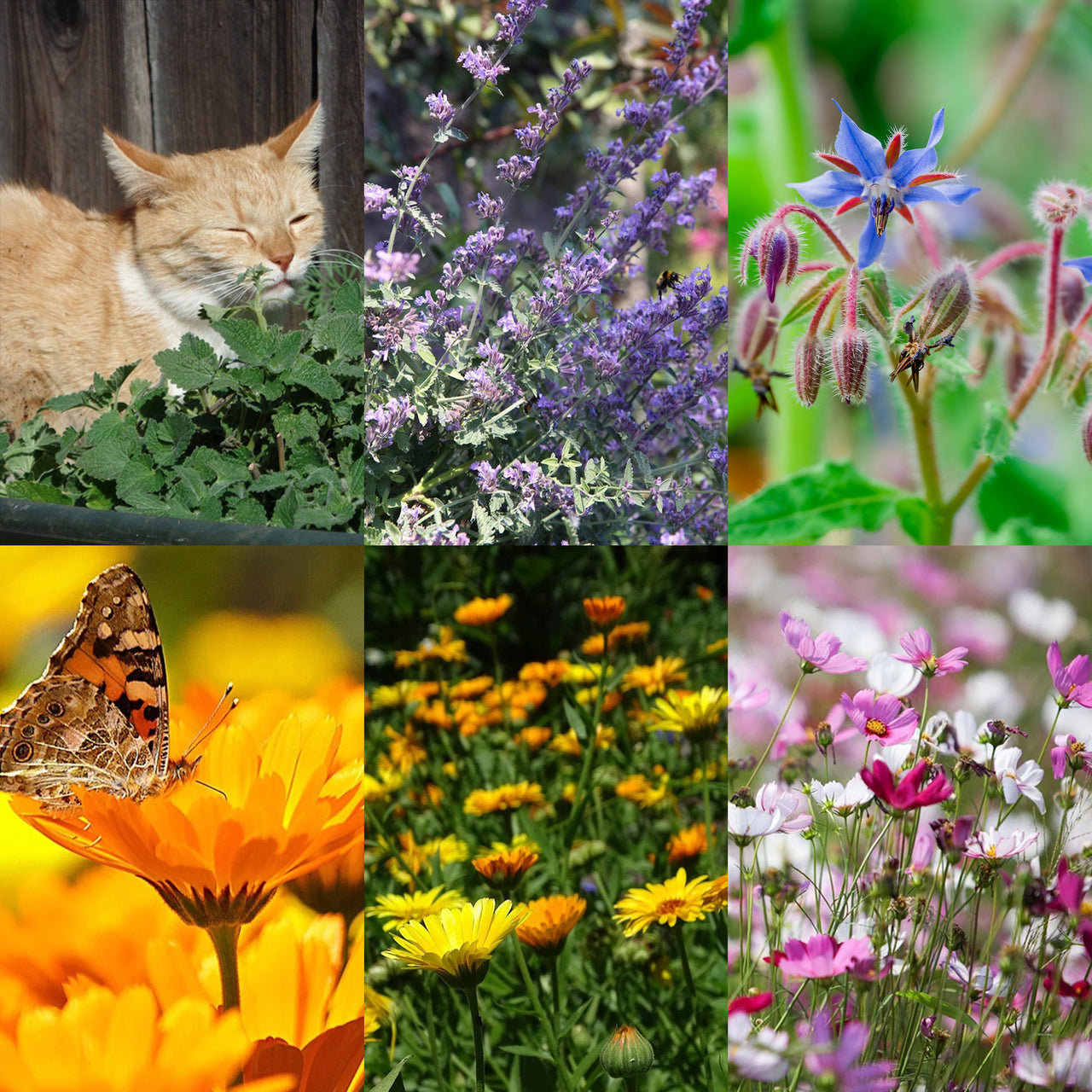 Grow Your Own Gift bag-OBbeebutterflygarden - Bee and Butterfly Gift Bag-Gardening for Kids