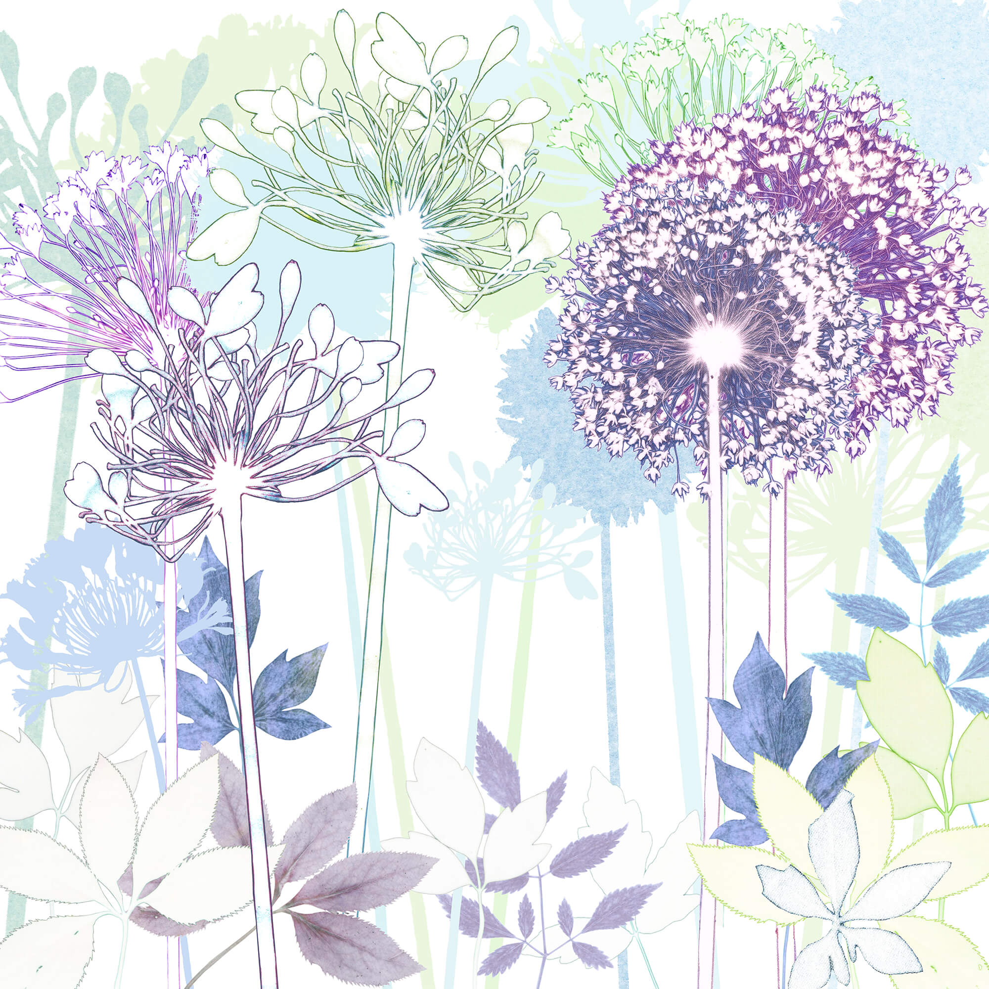 Print-AR11P - Allium Garden Art Print-Whistlefish