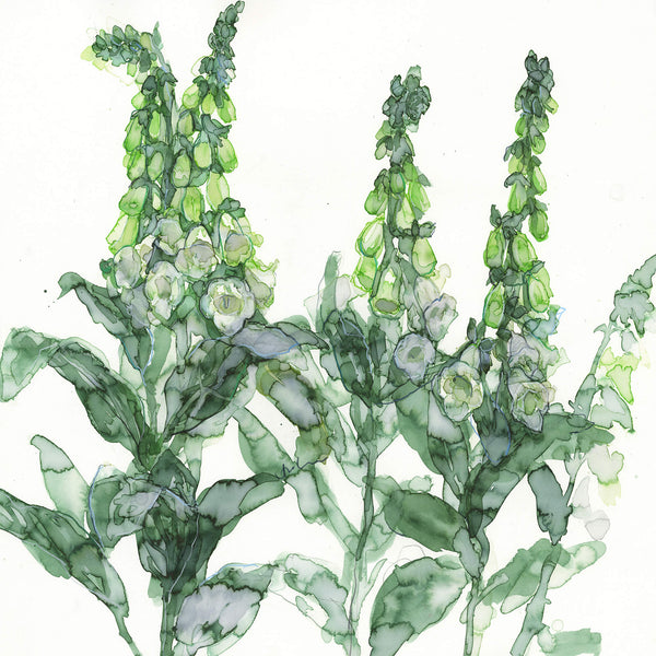 Print-JT50P - White Foxgloves Art Print-Whistlefish